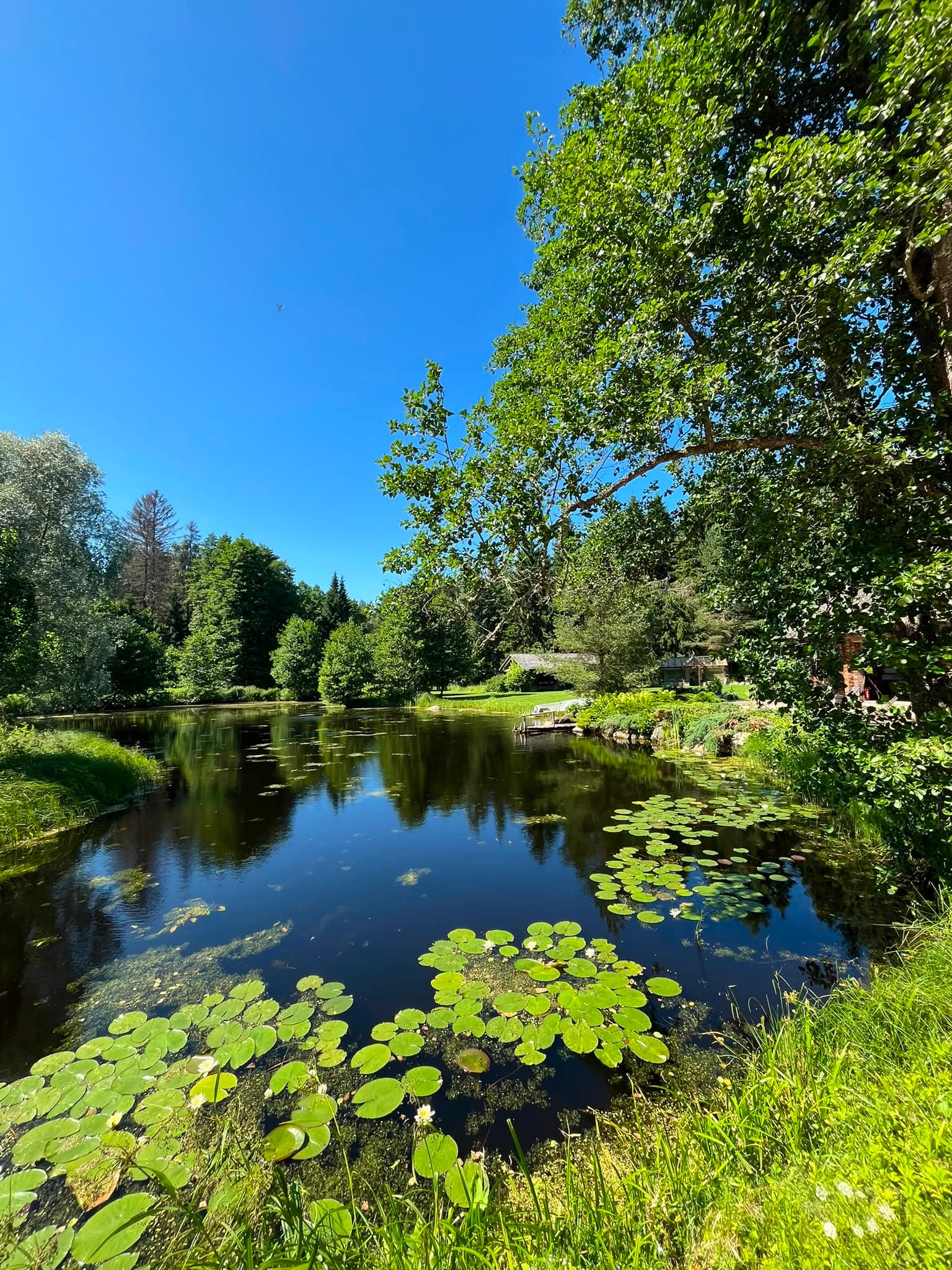 The still pond with water lilies in summer