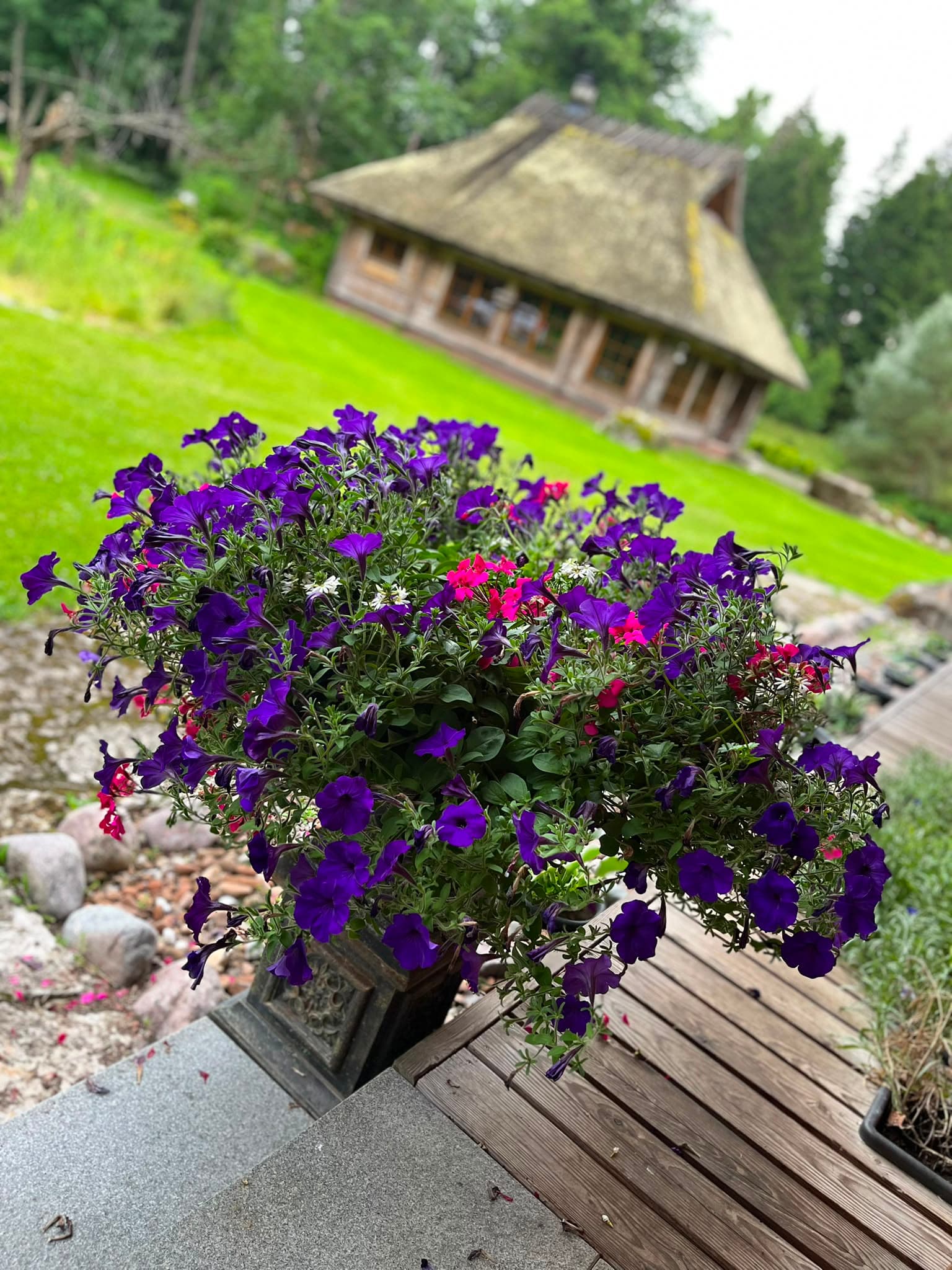 Purple petunias in a timber planter on the deck