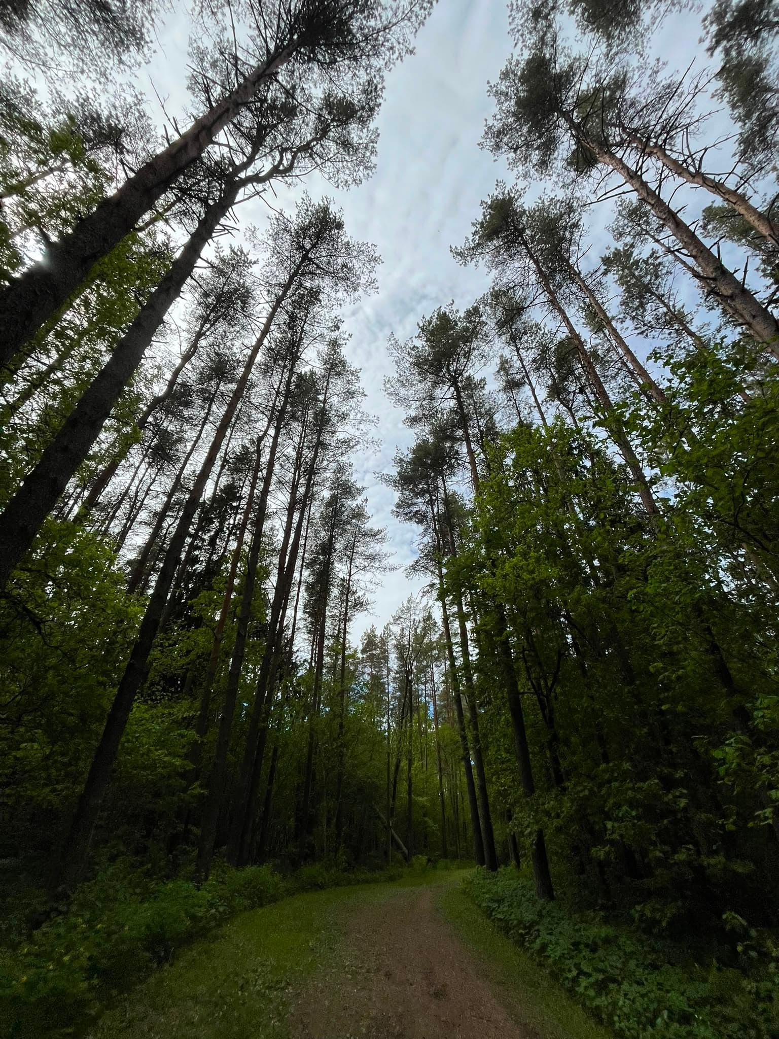 Looking up through tall pine trunks