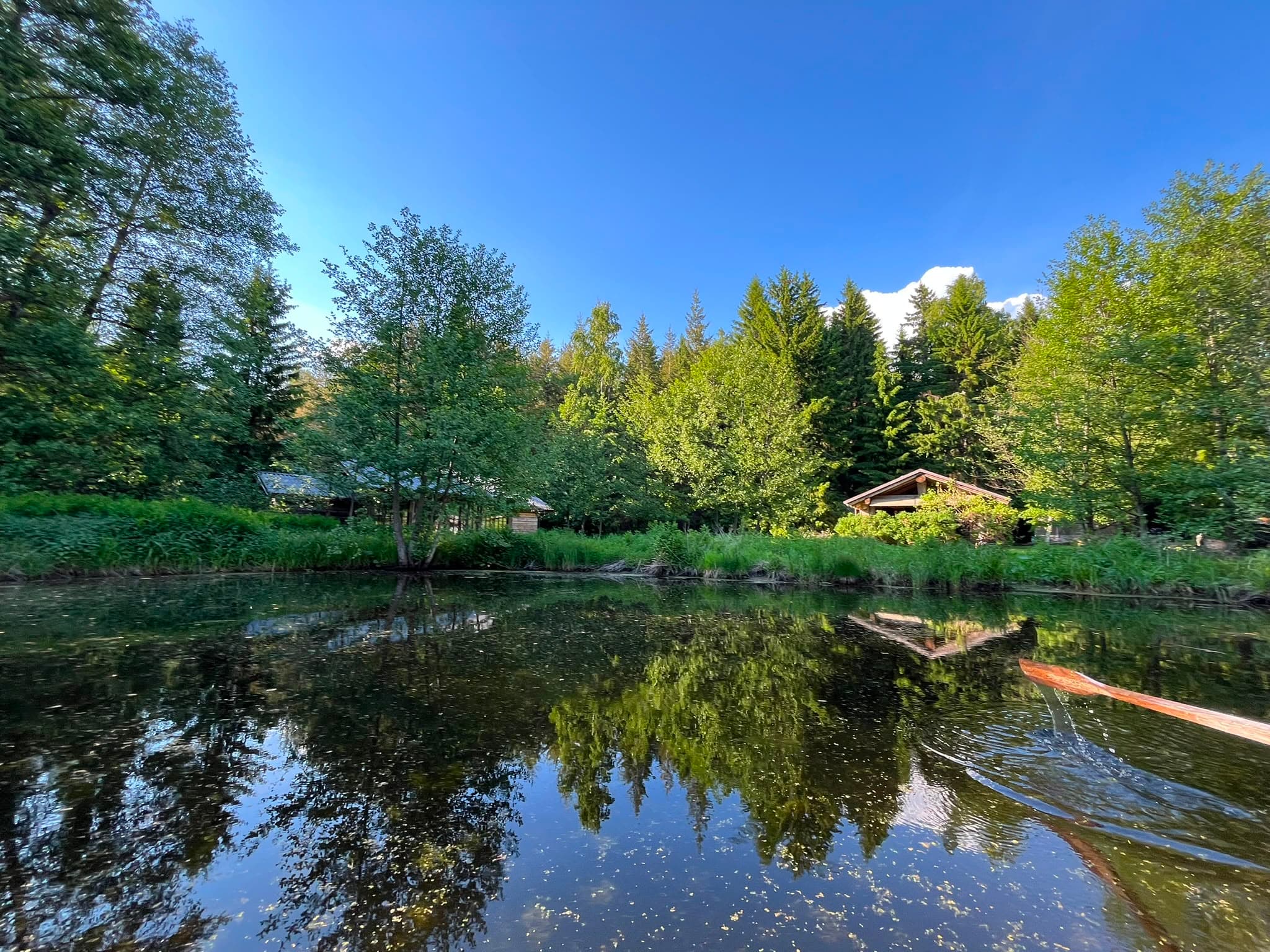 The pond mirroring forest and summer sky