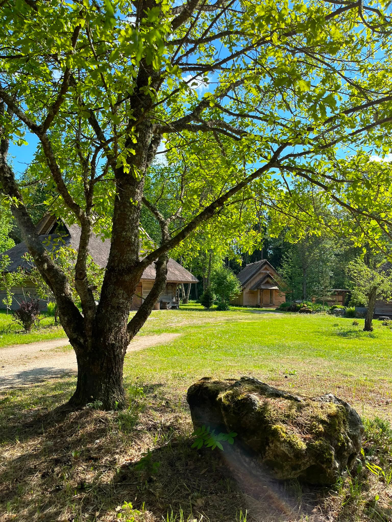 An old tree on the lawn with the houses behind