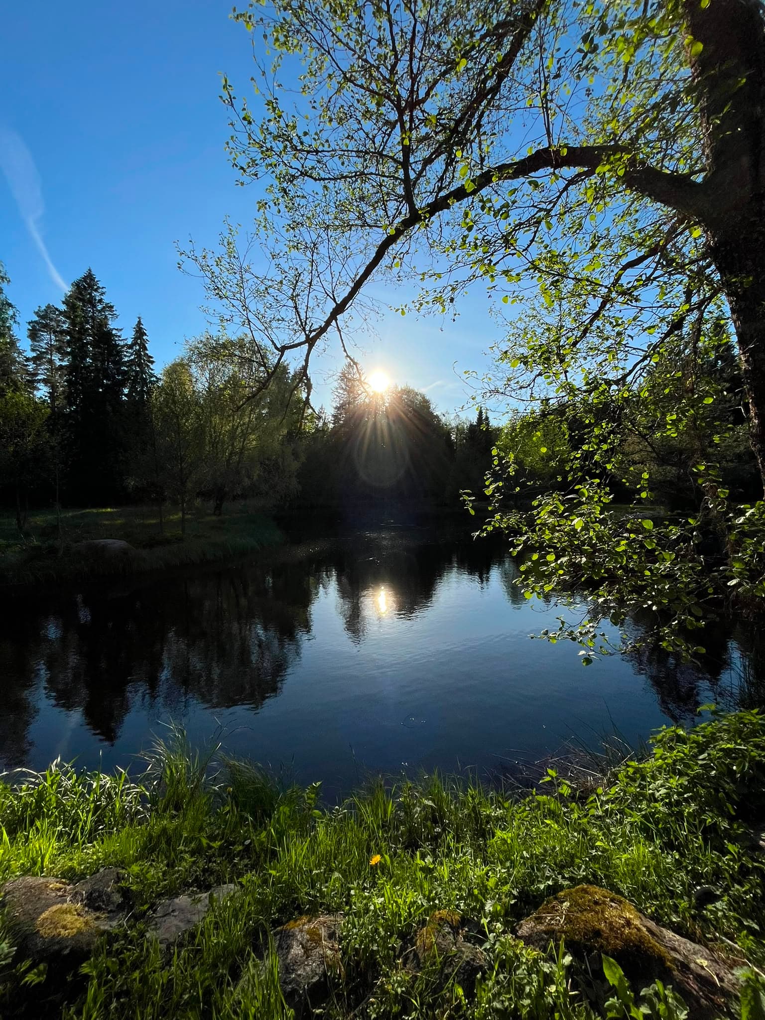 Evening sun through the trees across the still pond