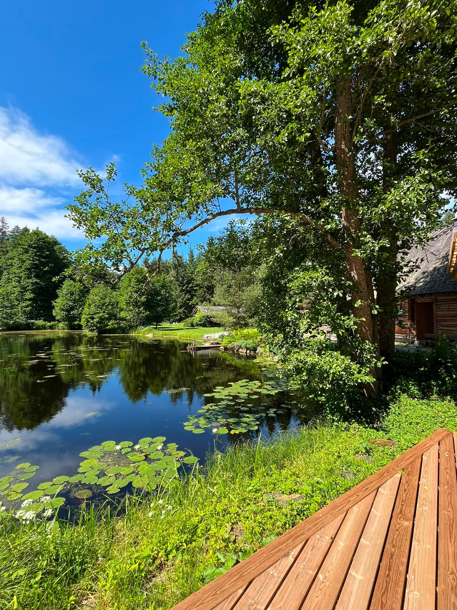 Pond House — the edge of the deck at the pond, water lilies and trees reflected in the water
